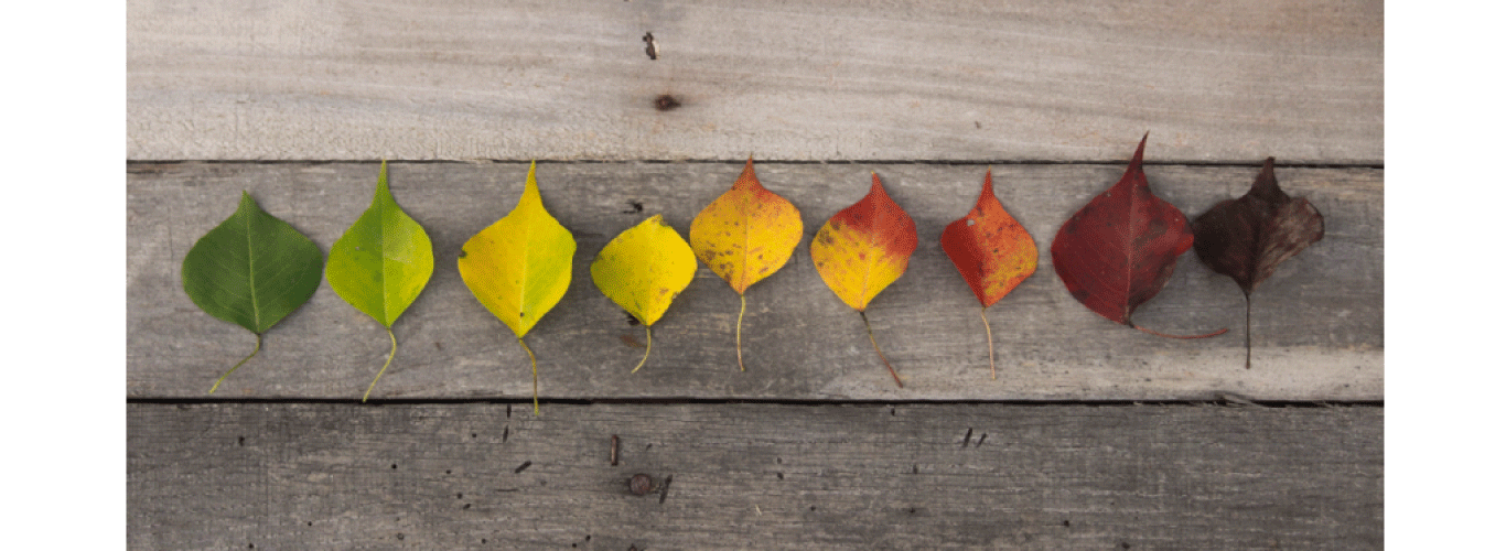 The FMSH launches a call for applications for the Master of Advanced Studies program